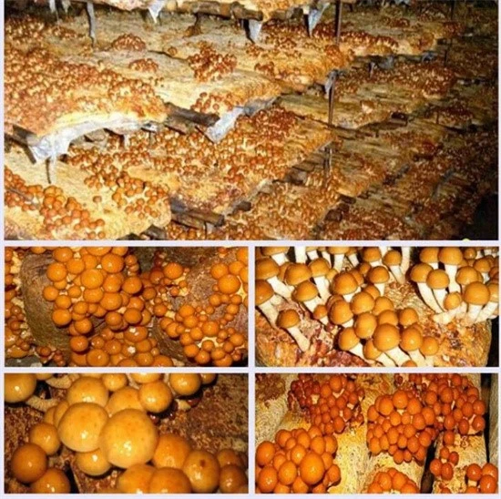 nameko raw material nameko raw material